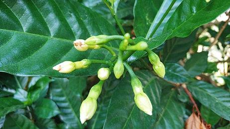 《赛博朋克2077：往日之影》狗镇地图泄露 位于太平洲